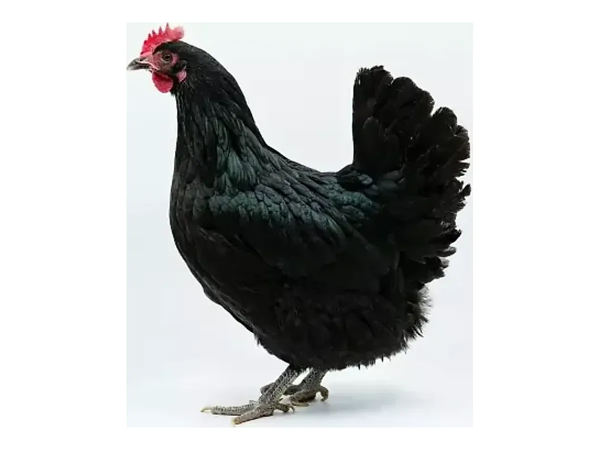 Australorp Point-of-Lay Hens (Dual-Purpose)
