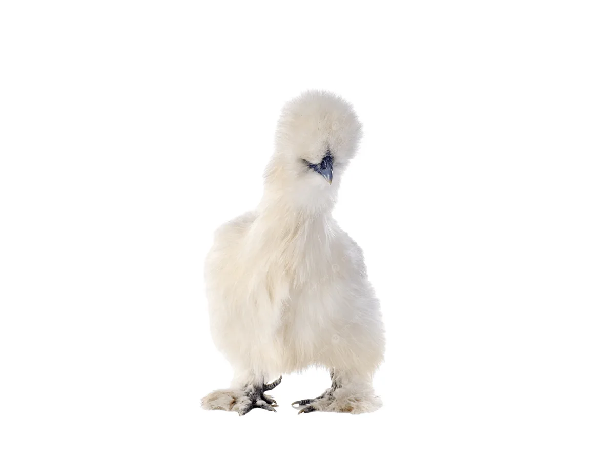 Bantams — Silkie & Pekin (Seasonal)