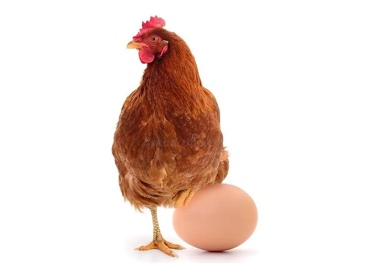 Point-of-Lay Hens (Brown Egg Layers)