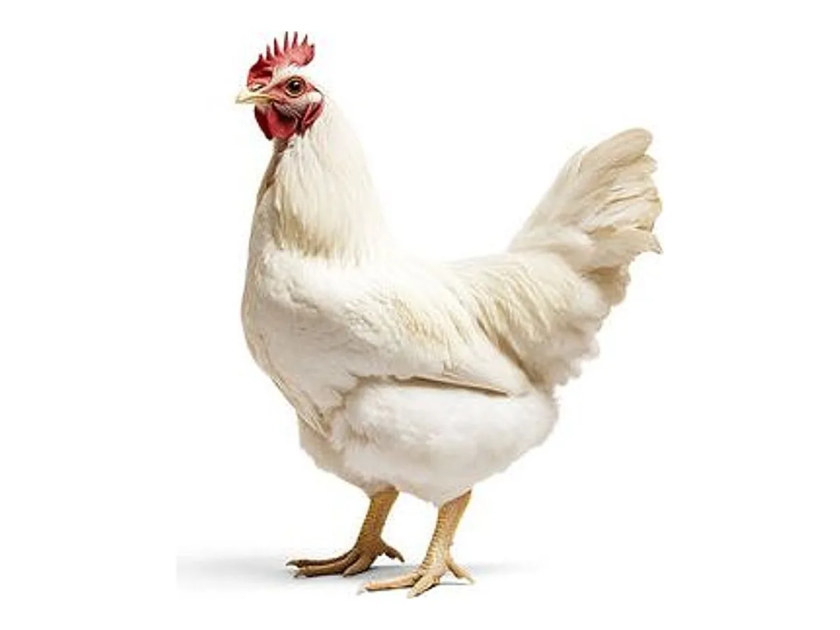 Table / Meat Birds (Straight-Run)