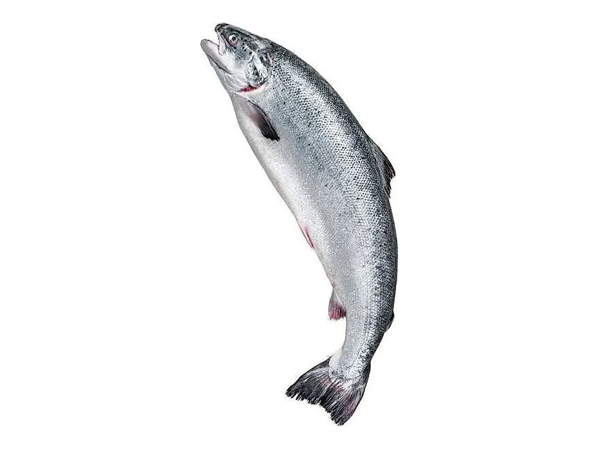 Whole Salmon