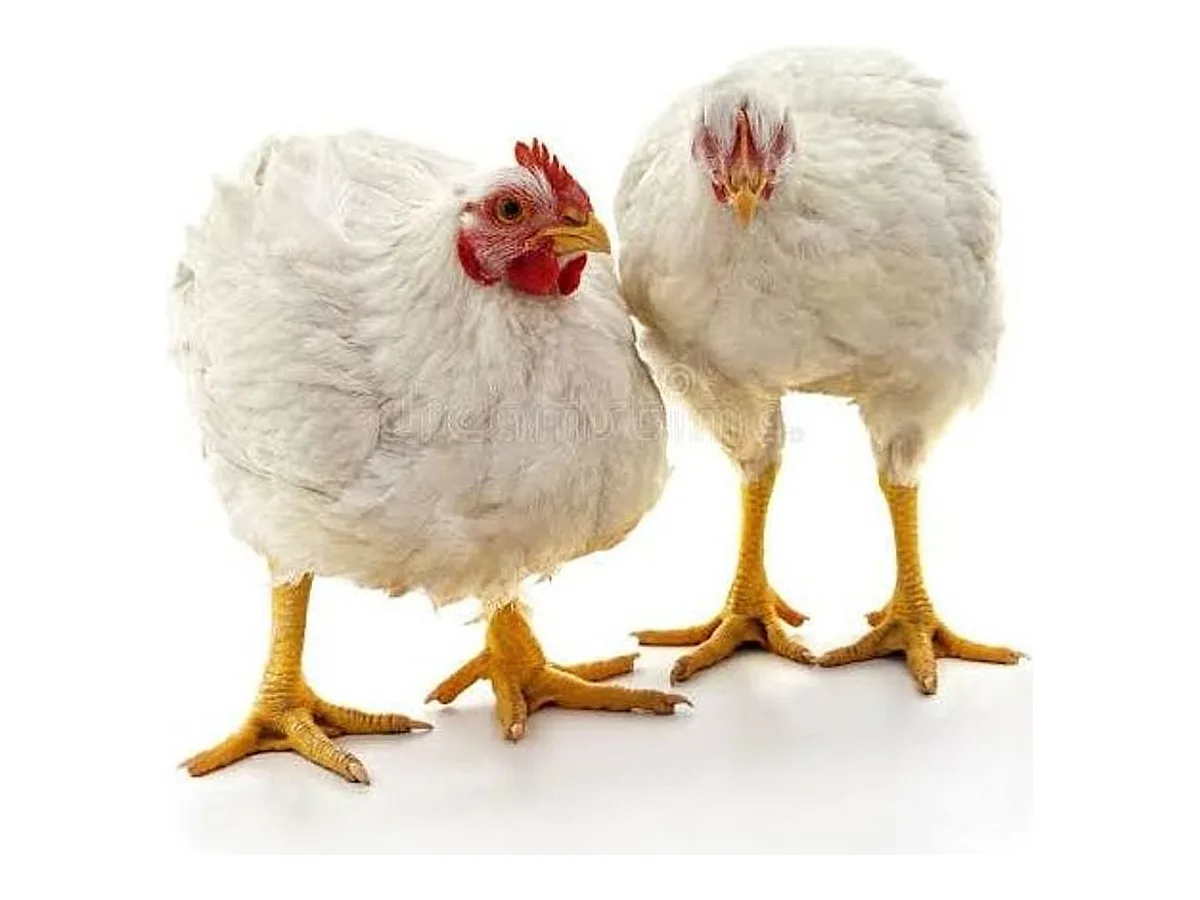 Young Pullets (10–14 weeks)